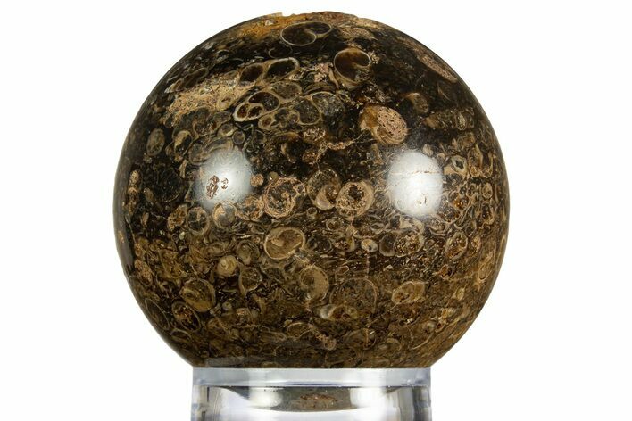 Polished Freshwater Snails (Elimia) In Limestone Sphere - Wyoming #330198